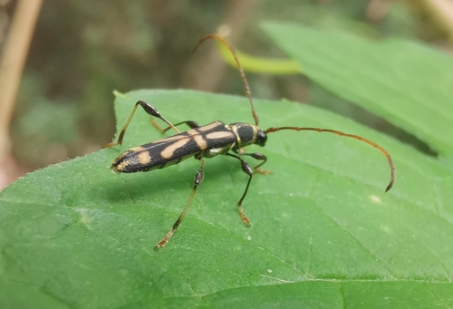 Cleomenes cognatus