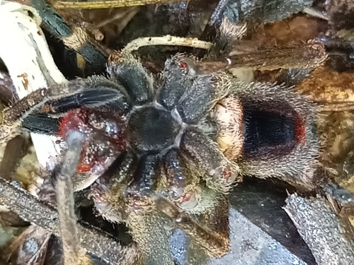 Photo of Brazilian Wandering Spider (Phoneutria nigriventer)