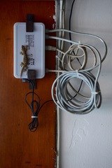 Hemidactylus frenatus