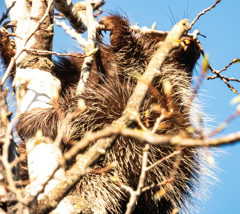 North American Porcupine from Crawford County, MI, USA on May 2, 2024 ...