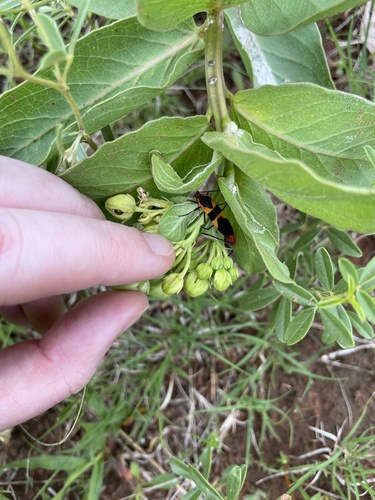 Large Milkweed Bug photographed in Oklahoma