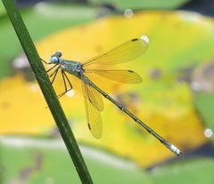 Lestes eurinus
