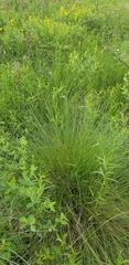 Sporobolus silveanus