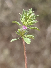 Pogogyne serpylloides