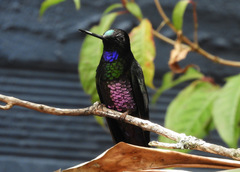 Coeligena helianthea