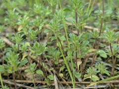 Pogogyne serpylloides