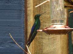 Pterophanes cyanopterus