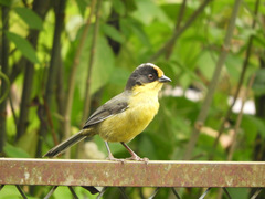 Atlapetes pallidinucha