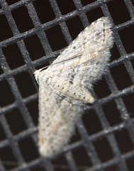 Araeopteron canescens