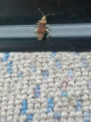 Harmostes fraterculus