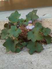 Cymbalaria muralis