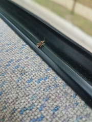 Harmostes fraterculus