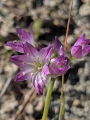 Allium diabolense