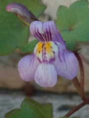 Cymbalaria muralis