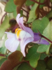 Cymbalaria muralis