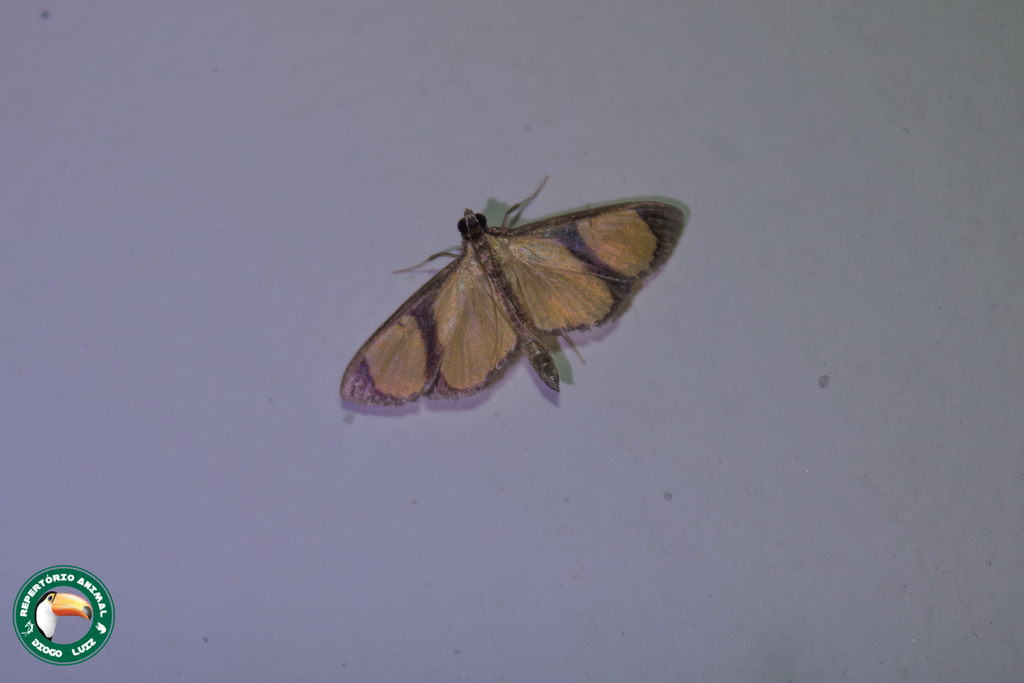 Hyalea dividalis