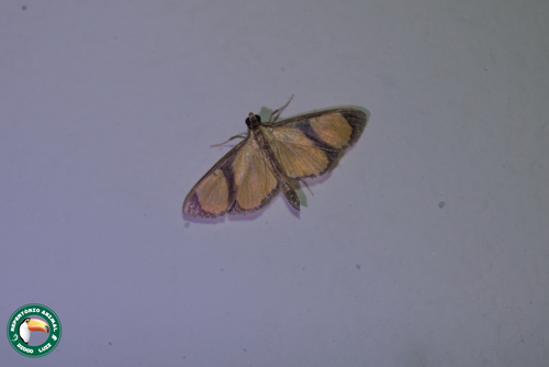 Hyalea dividalis