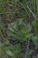 Евгений Рыбальченко, CC BY, iNaturalist via GBIF Sempervivum ruthenicum, photograph Евгений Рыбальченко, CC BY, iNaturalist via GBIF