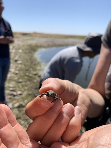 iNaturalist observation photo of Western Toad