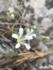 Minuartia