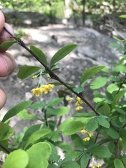 Berberis canadensis