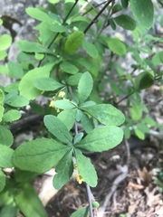 Berberis canadensis