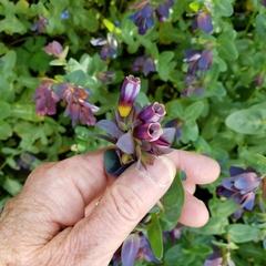 Cerinthe major