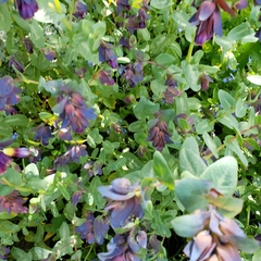 Cerinthe major