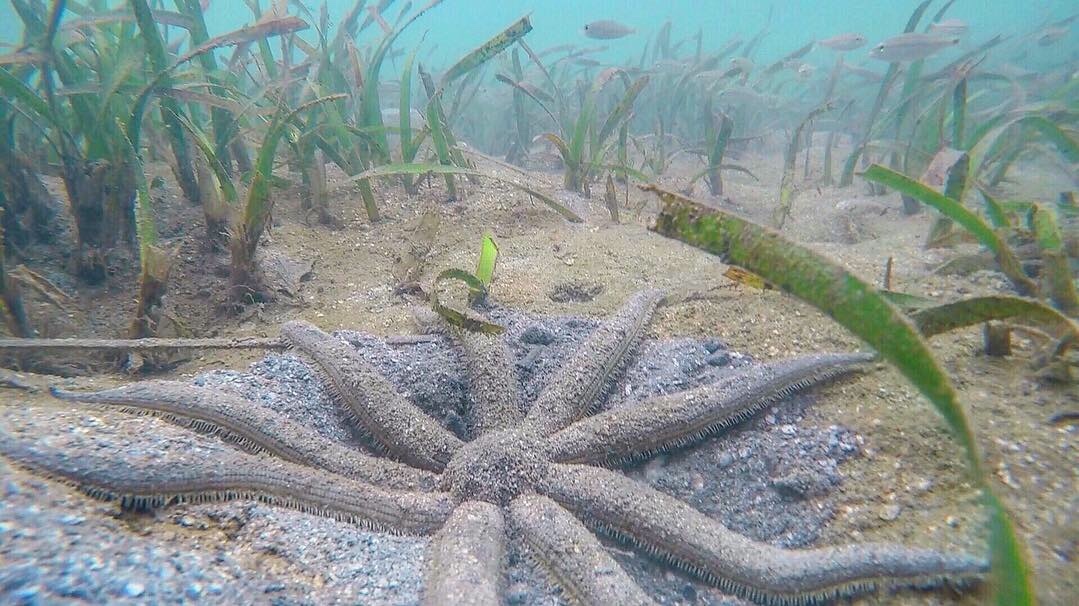 Luidia maculata - Eight-armed Sea Star - Taxo4254 - Wiki.nus