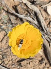 Copestylum marginatum