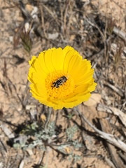 Copestylum marginatum