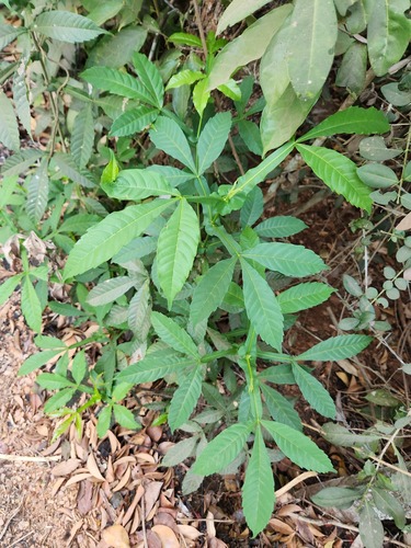 Vitex altissima (Vitex altissima)