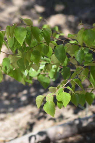 Betula × aurata, photograph 3