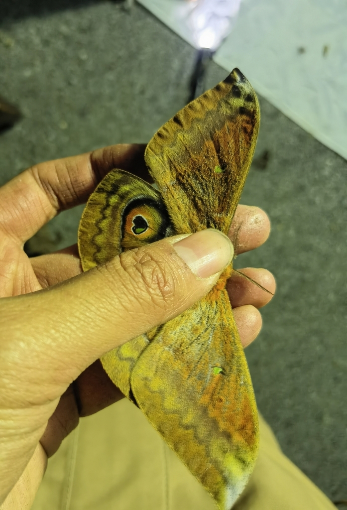 Salassa yunlongensis