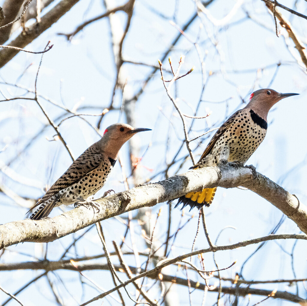 Northern Flicker from Crawford County, MI, USA on May 2, 2024 at 11:06 ...