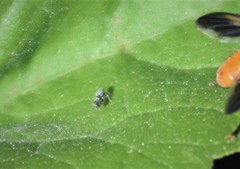 Trypanalebra maculata