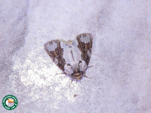 Kindleya contrasta