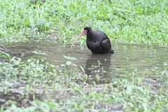 Phimosus infuscatus berlepschi