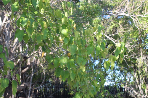 Image of Croton megalobotrys by no rights reserved