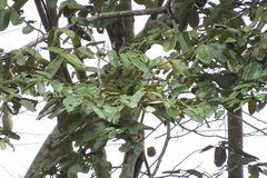 Psilopogon duvaucelii