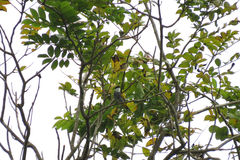 Rubigula squamata borneensis