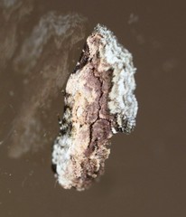 Parerastria castaneata