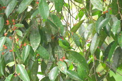 Psilopogon duvaucelii