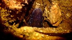 Conger wilsoni