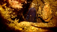 Conger wilsoni
