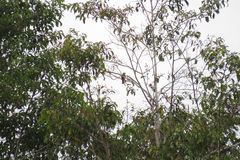 Cacomantis sonneratii