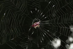 Gasteracantha mengei