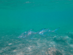 Trachinotus baillonii