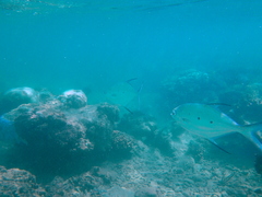 Trachinotus baillonii