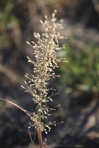 Image of Sticky love grass by no rights reserved